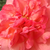 Różowy  - Róża wielkokwiatowa - Hybrid Tea - Succes Fou